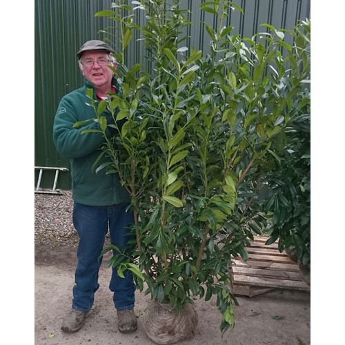 Cherry Laurel Hedge Prunus laurocerasus Caucasica 150-175cm Rootball | ScotPlants Direct